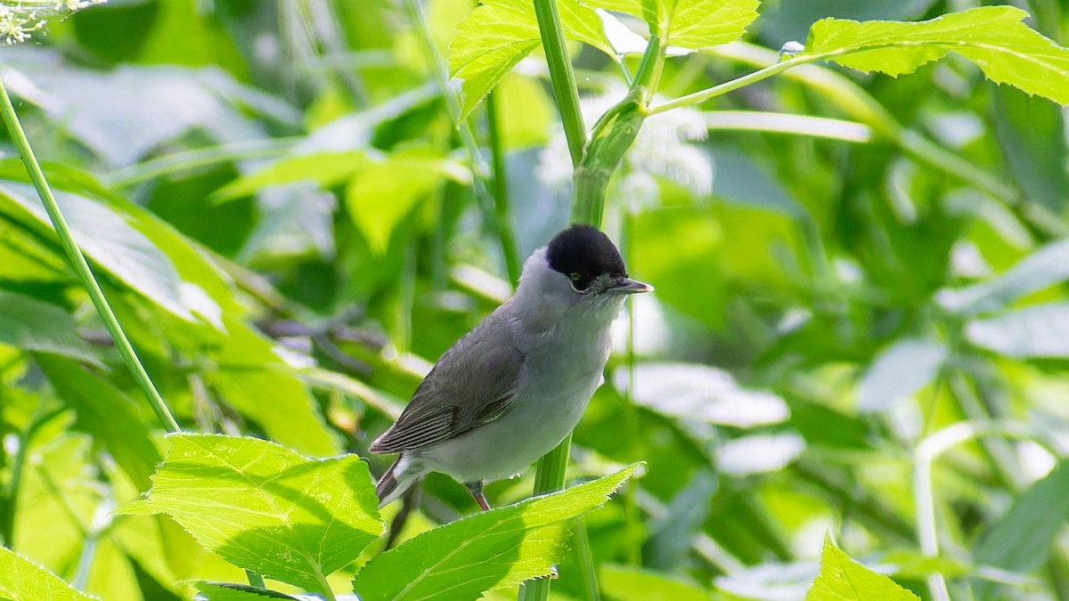 Eurasian Blackcap - ML620785605