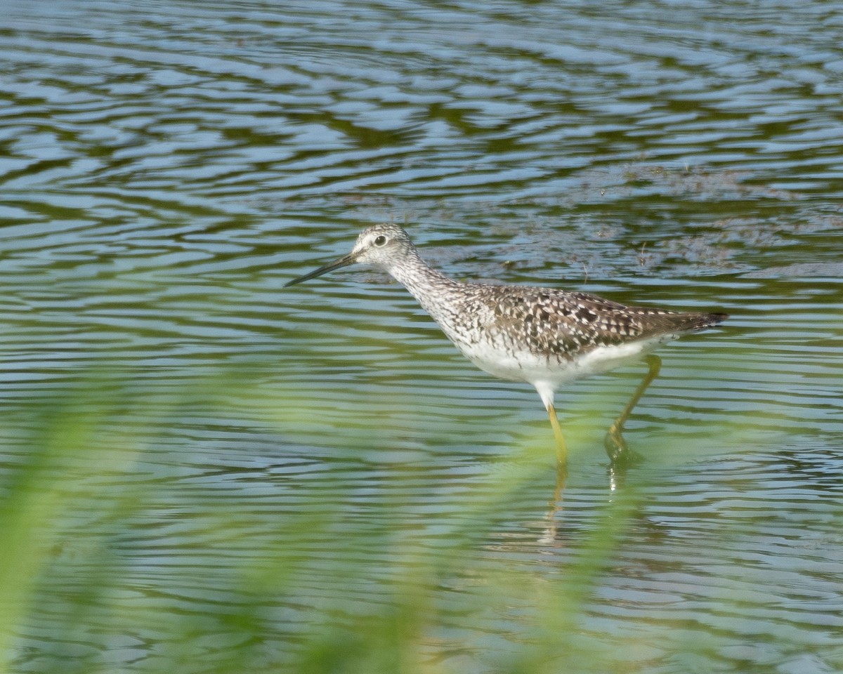 Greater Yellowlegs - ML620785609