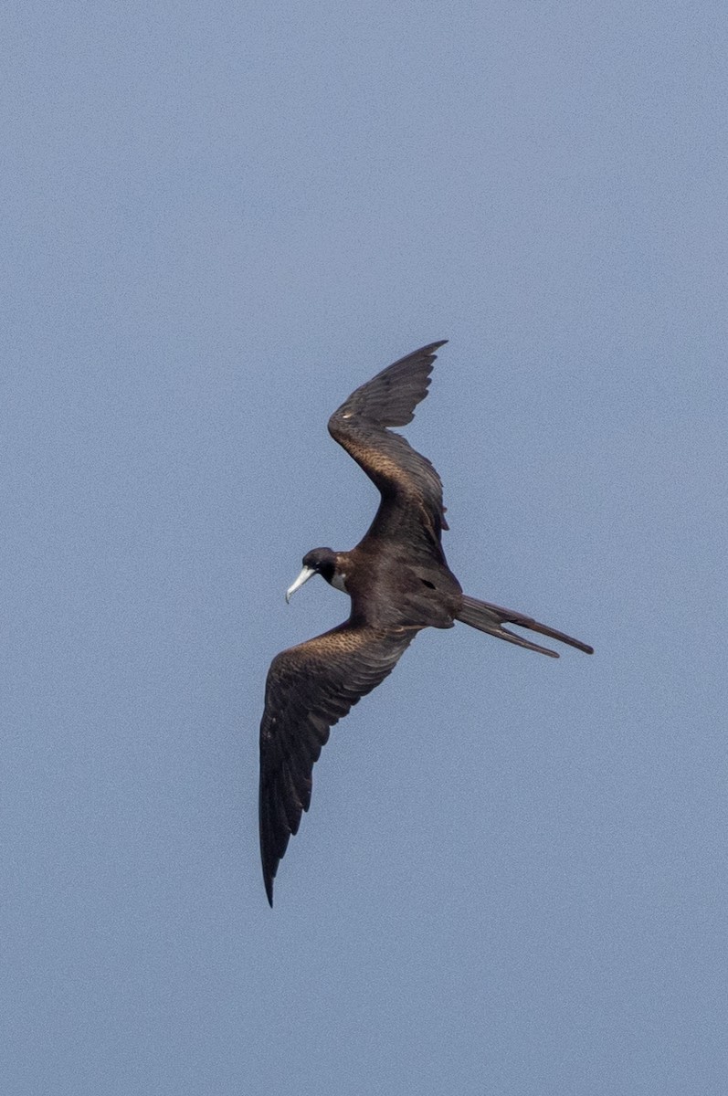 Magnificent Frigatebird - ML620785617