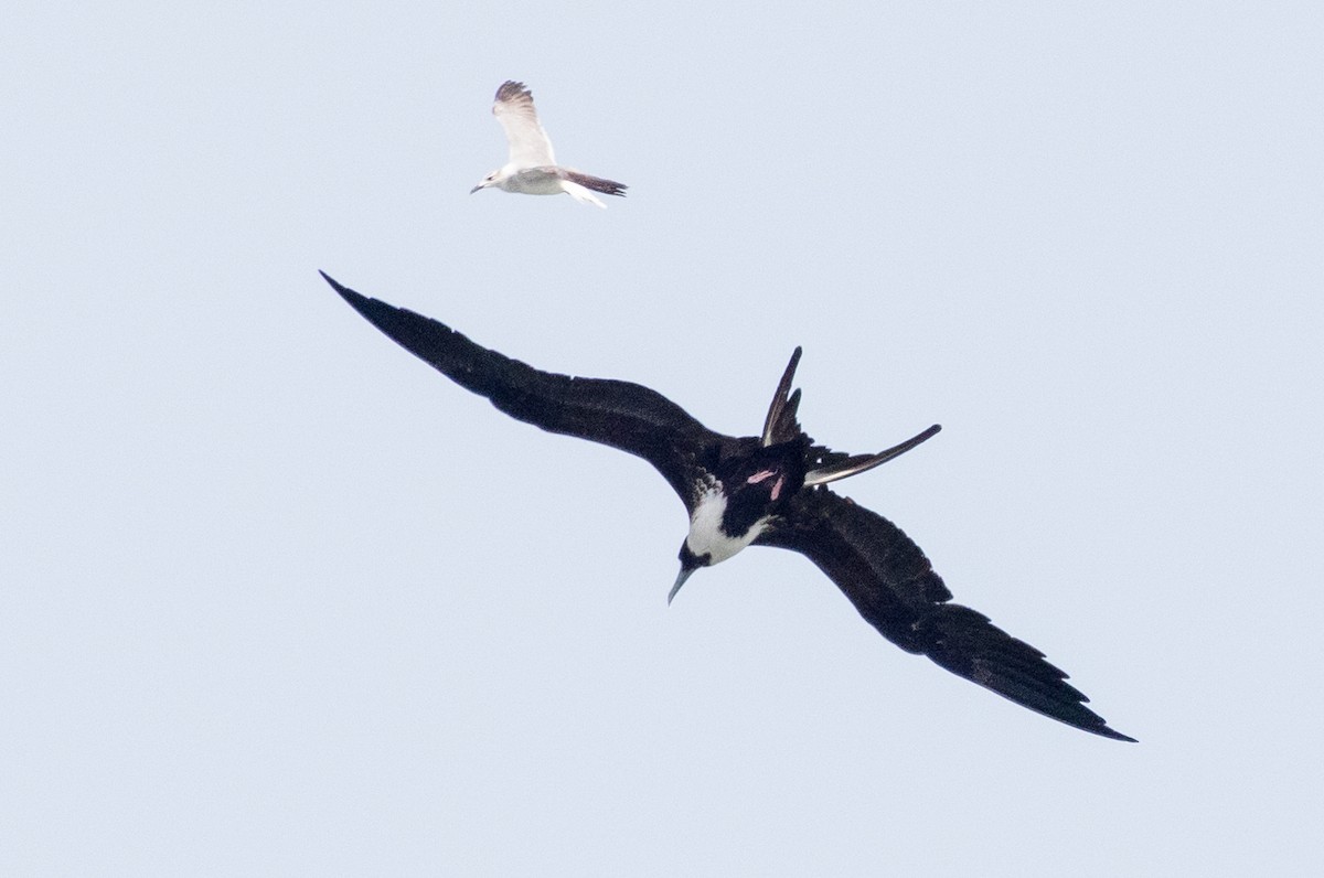 Magnificent Frigatebird - ML620785618