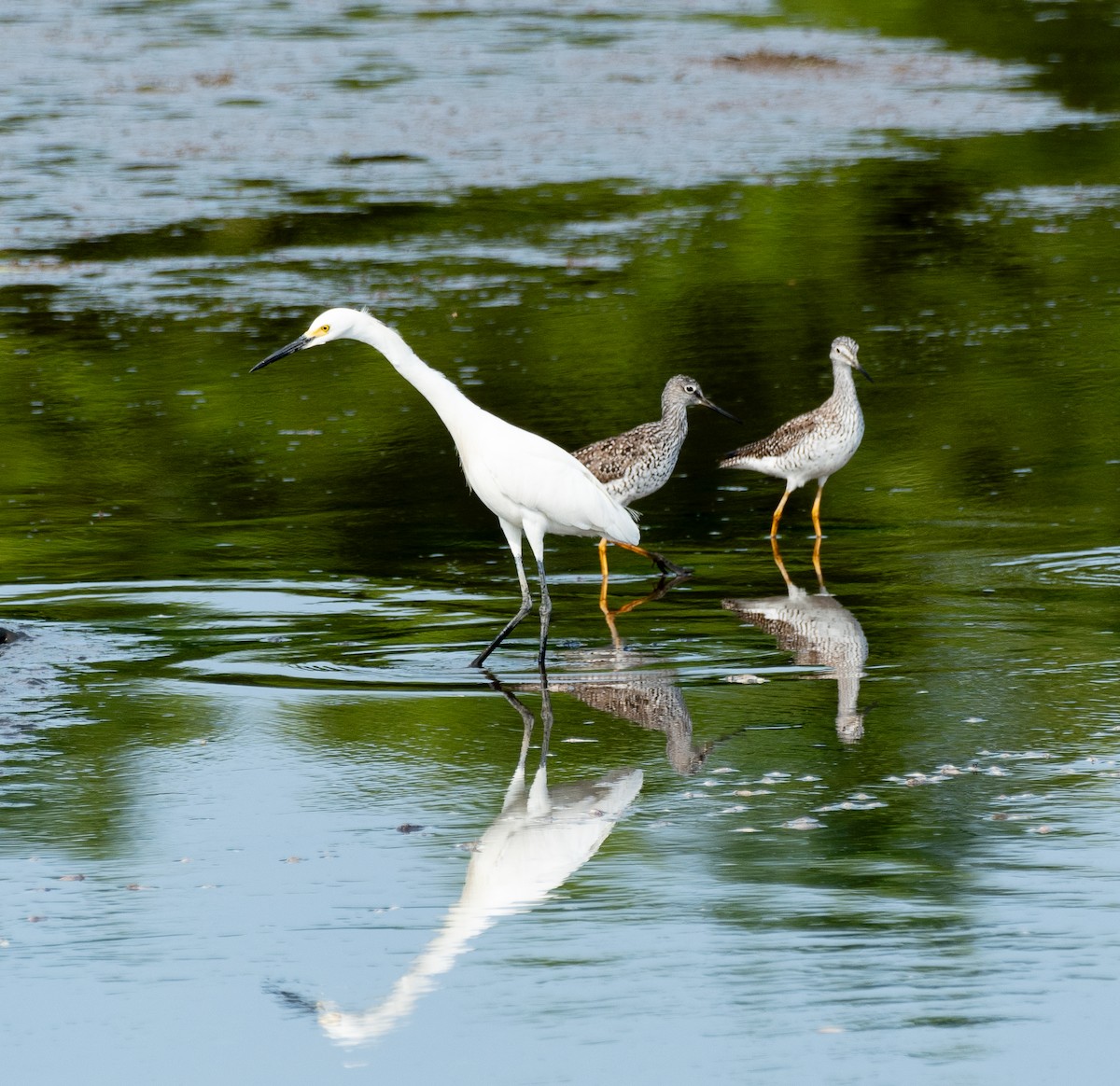 Aigrette neigeuse - ML620785619