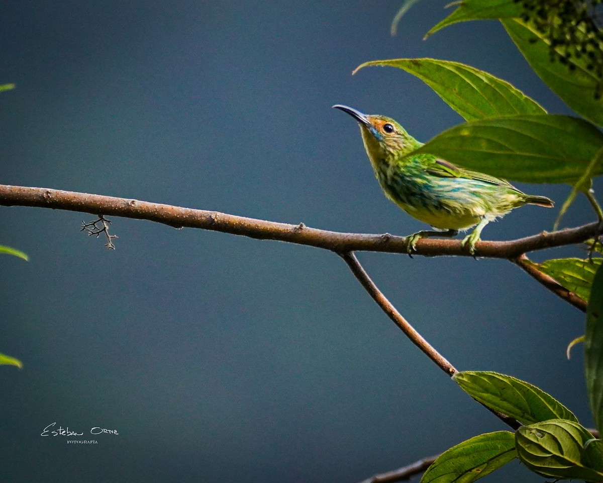 Mielerito Cerúleo - ML620785622