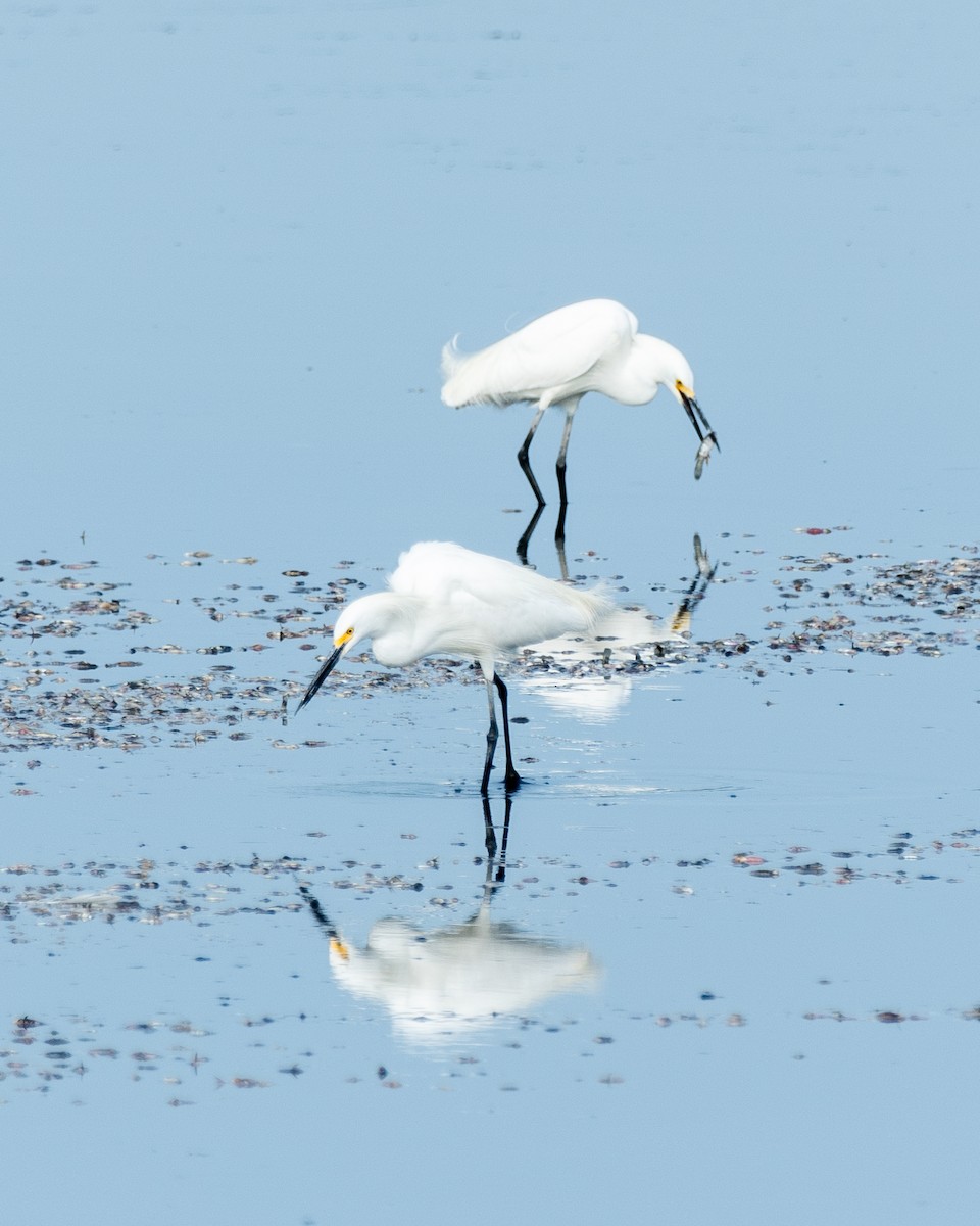 Snowy Egret - ML620785623