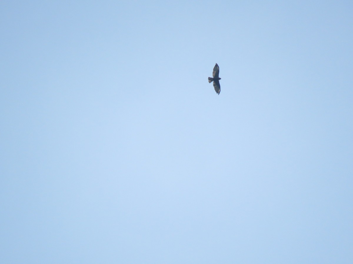 Short-tailed Hawk - Eduardo Rivera