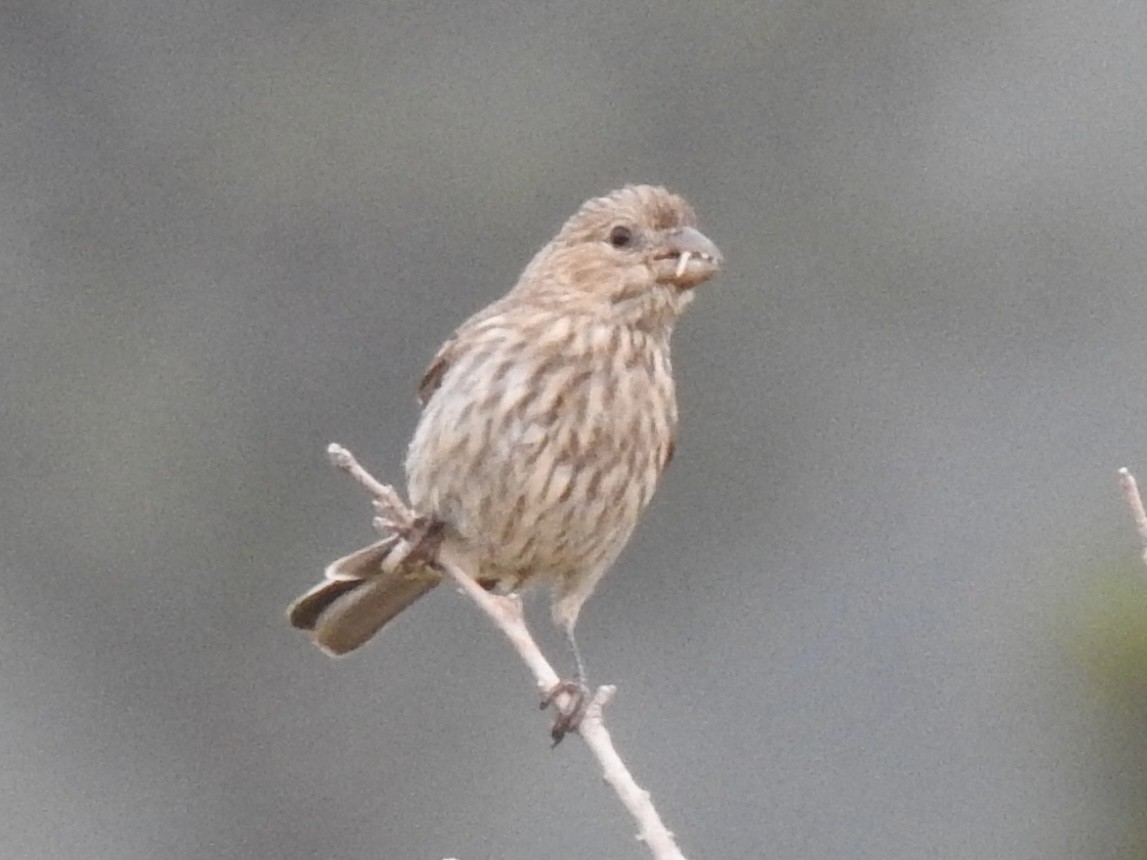 House Finch - Terry Crowe