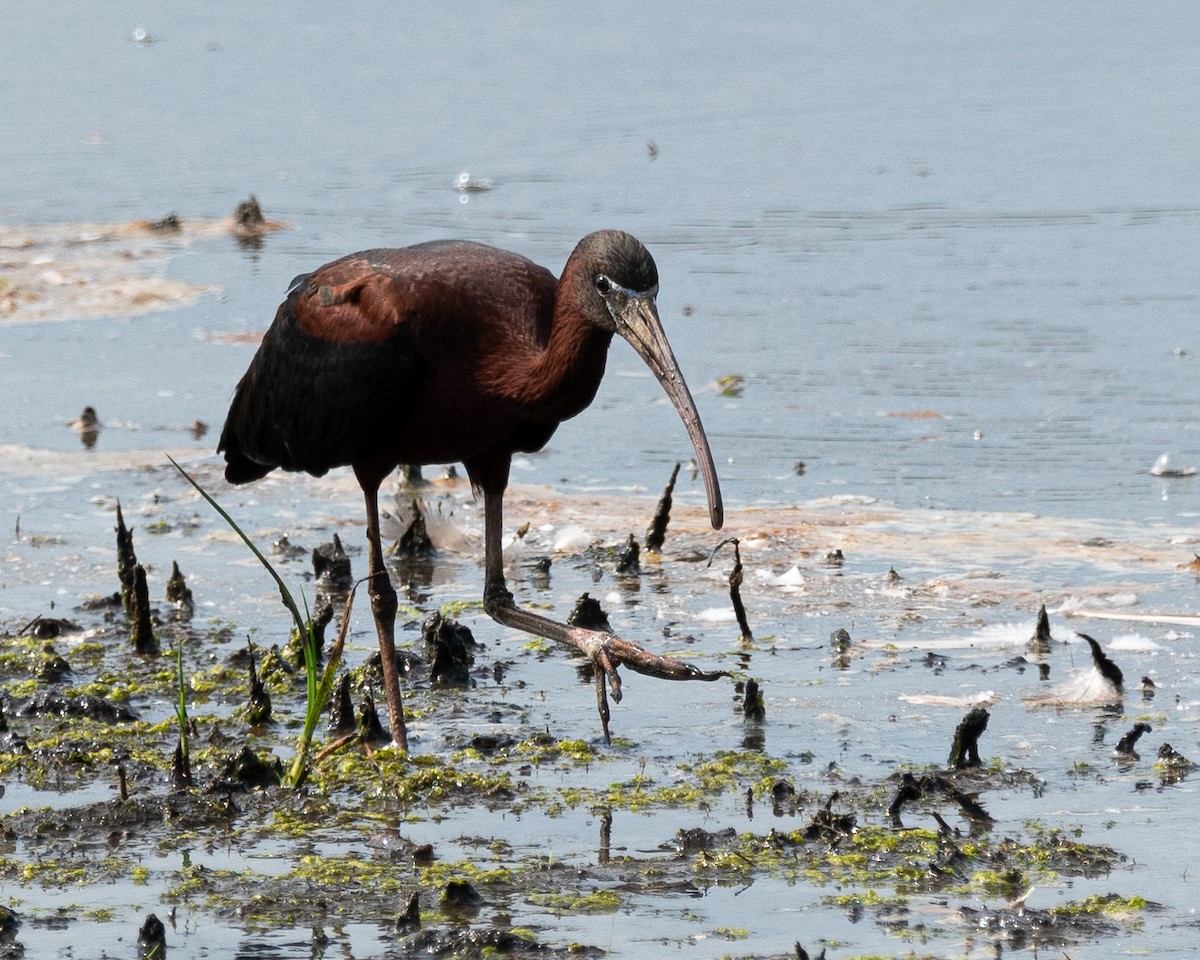 Glossy Ibis - ML620785632