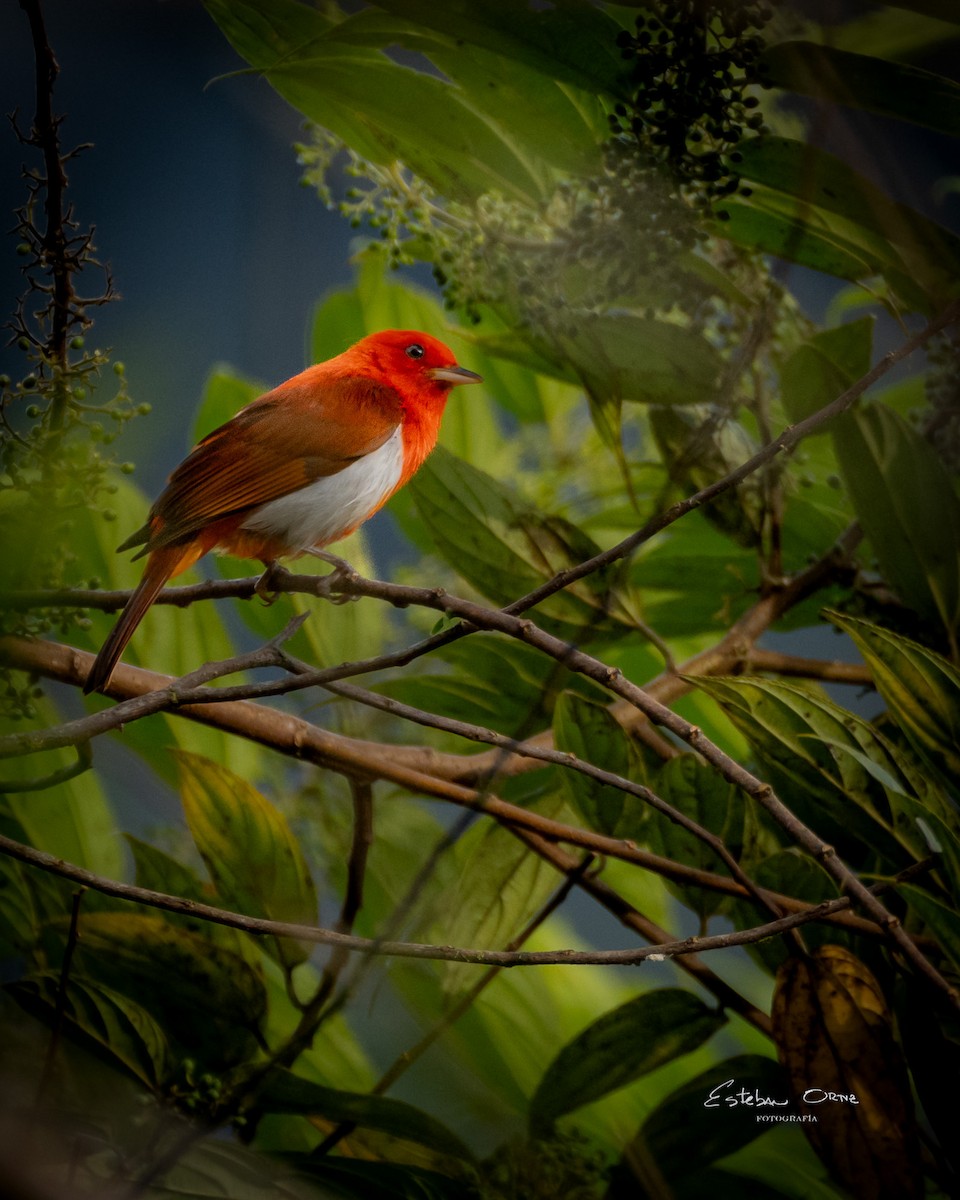 Scarlet-and-white Tanager - ML620785633