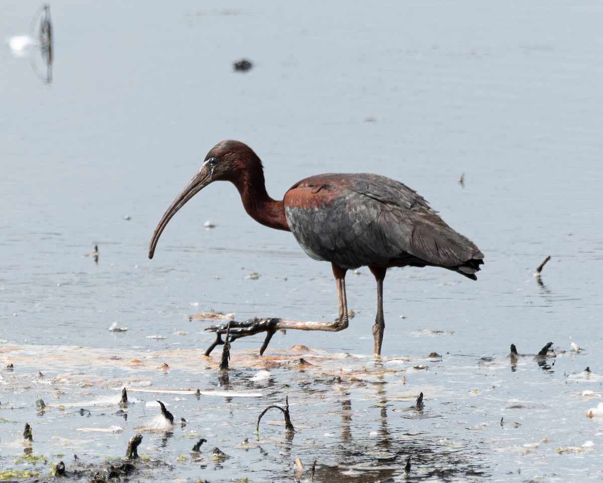 ibis hnědý - ML620785638