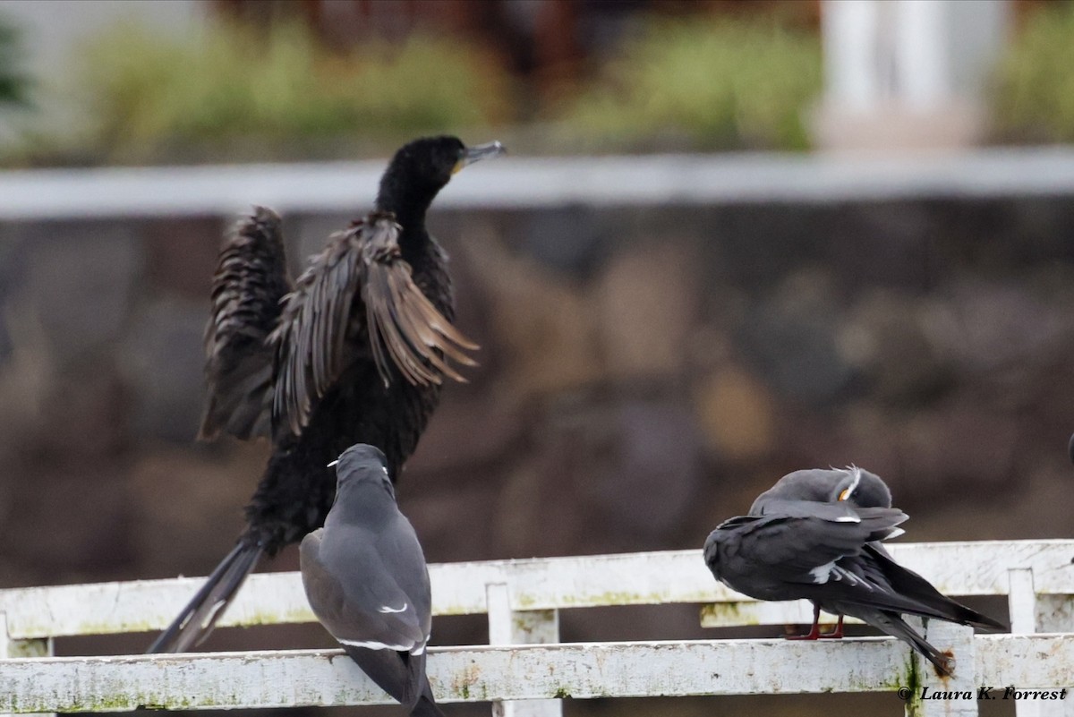 Neotropic Cormorant - ML620785639