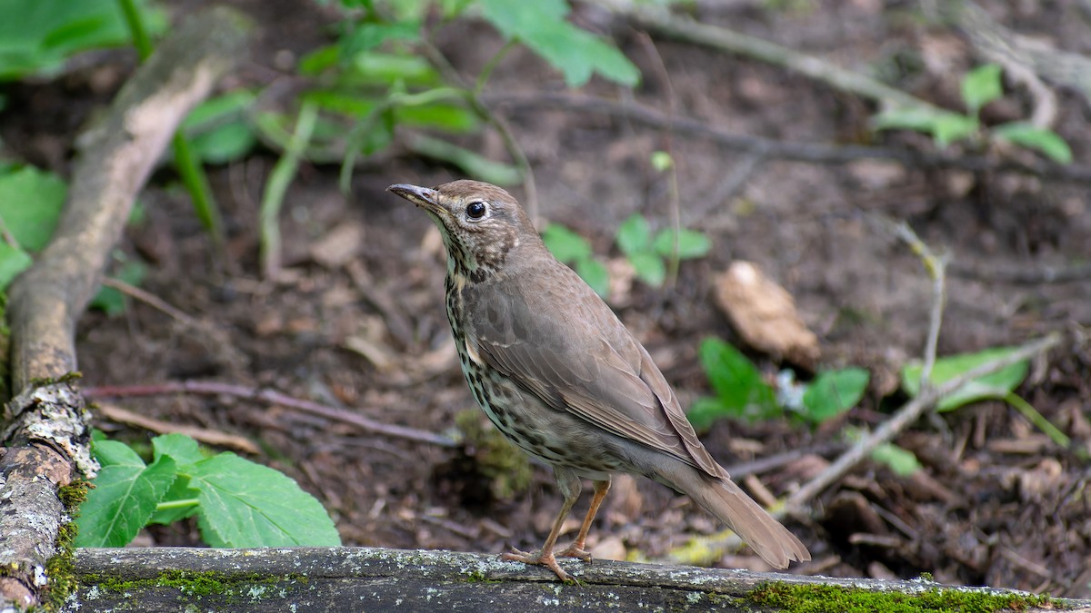 Song Thrush - Olga Kozlova