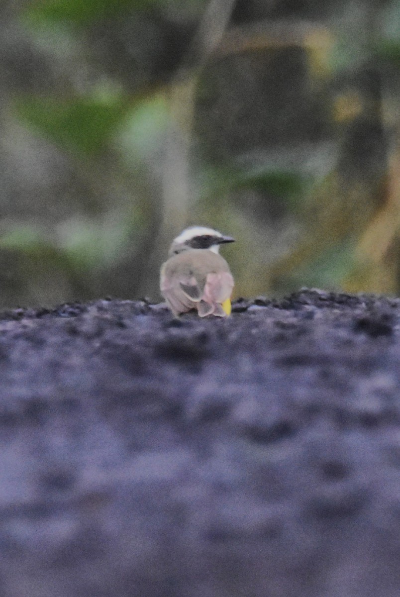 Rusty-margined Flycatcher - ML620785641