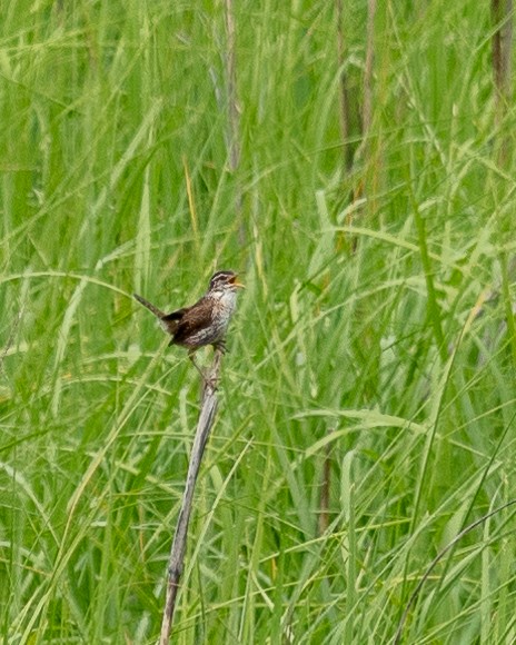 Marsh Wren - ML620785645