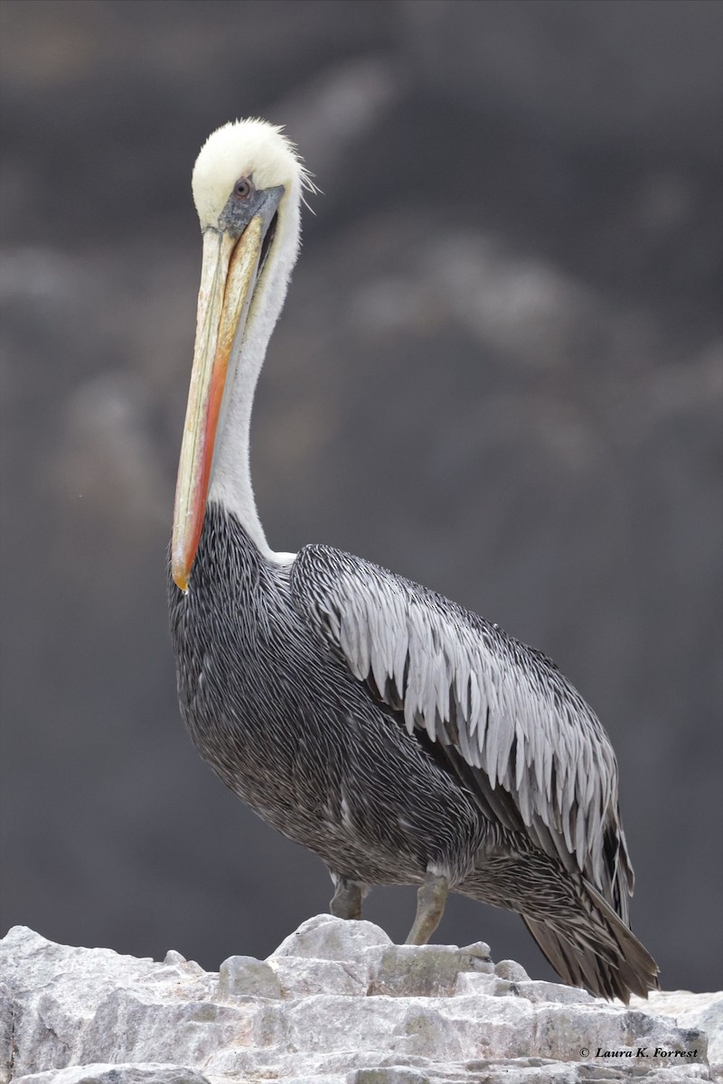 Peruvian Pelican - ML620785646