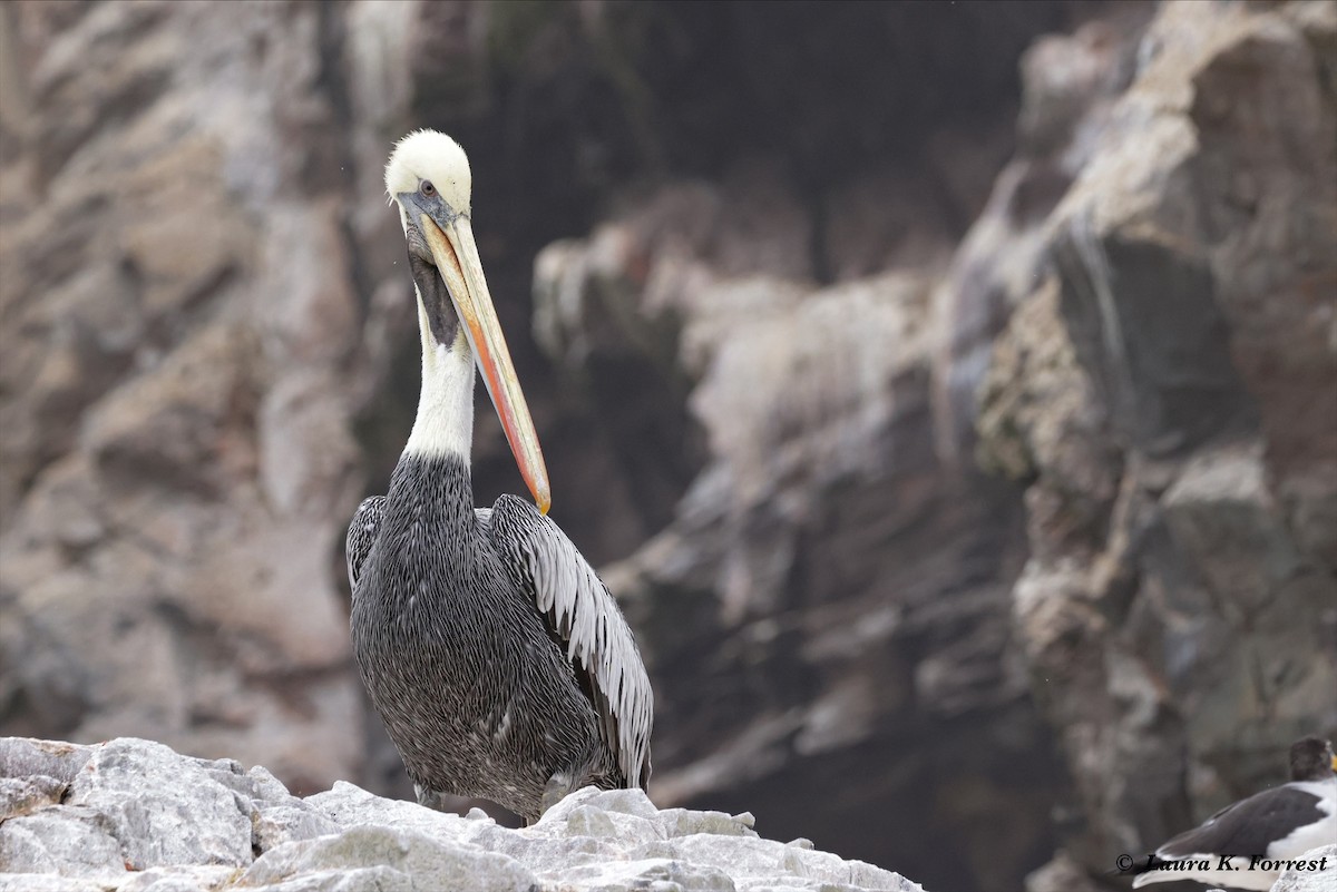 Peruvian Pelican - ML620785647