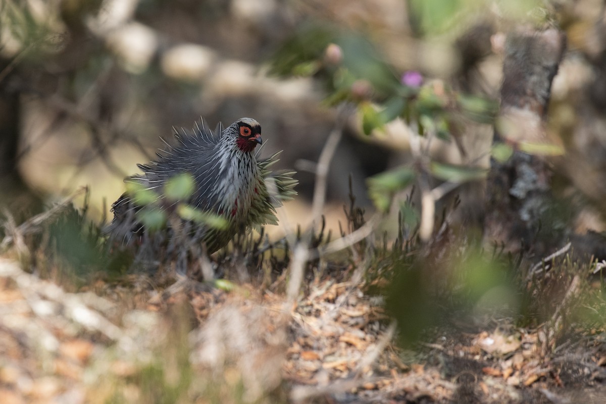 Blood Pheasant - ML620785651