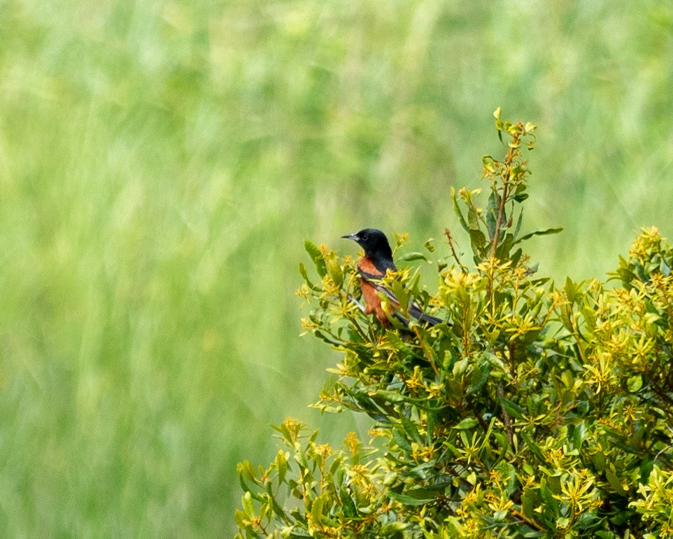 Orchard Oriole - ML620785653