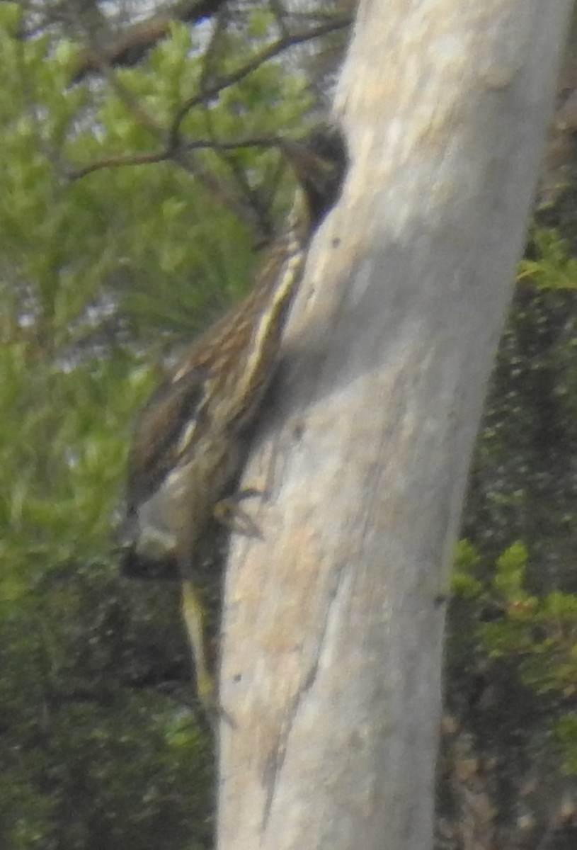 Green Heron - ML620785671