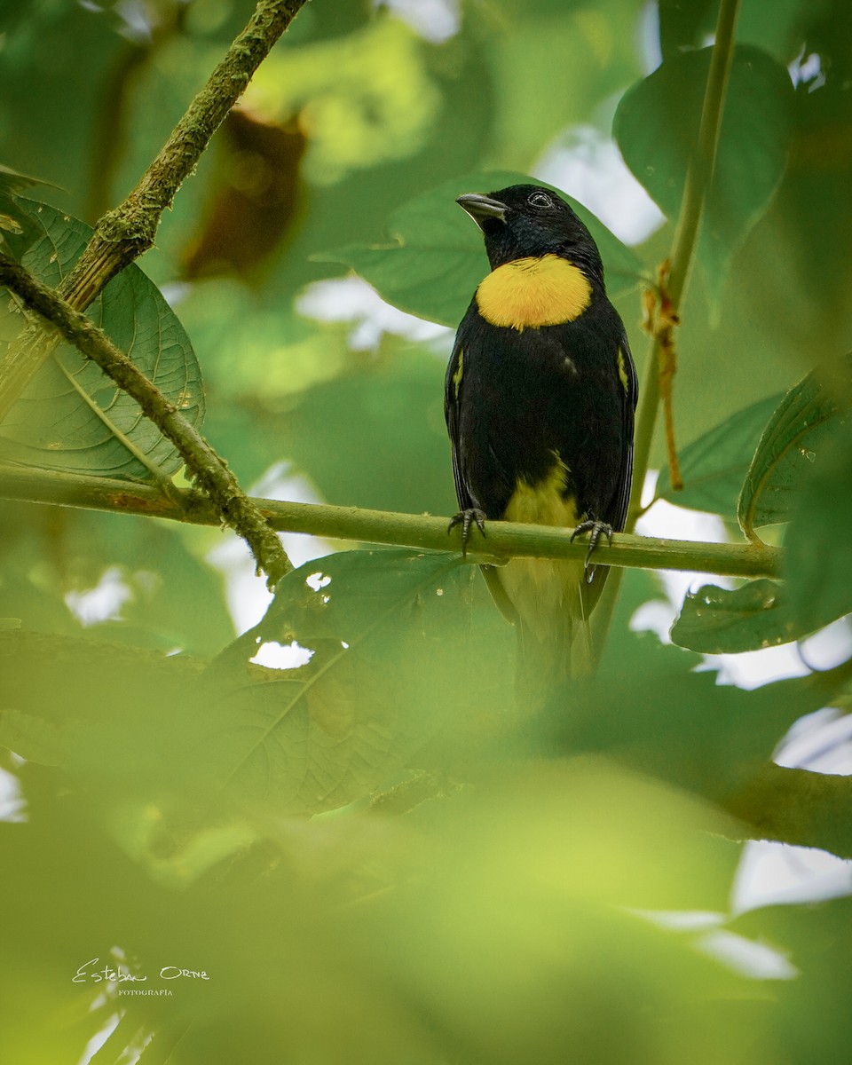 Golden-chested Tanager - ML620785673