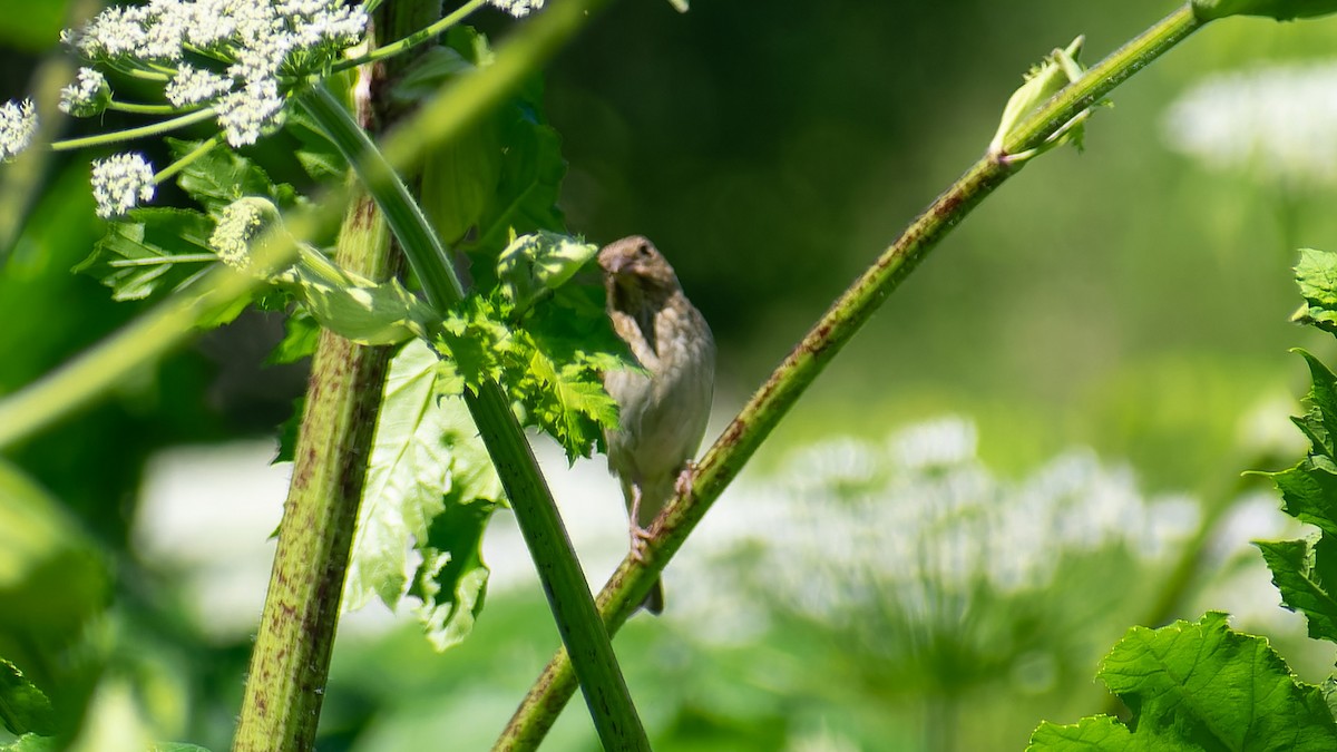 Common Rosefinch - ML620785674