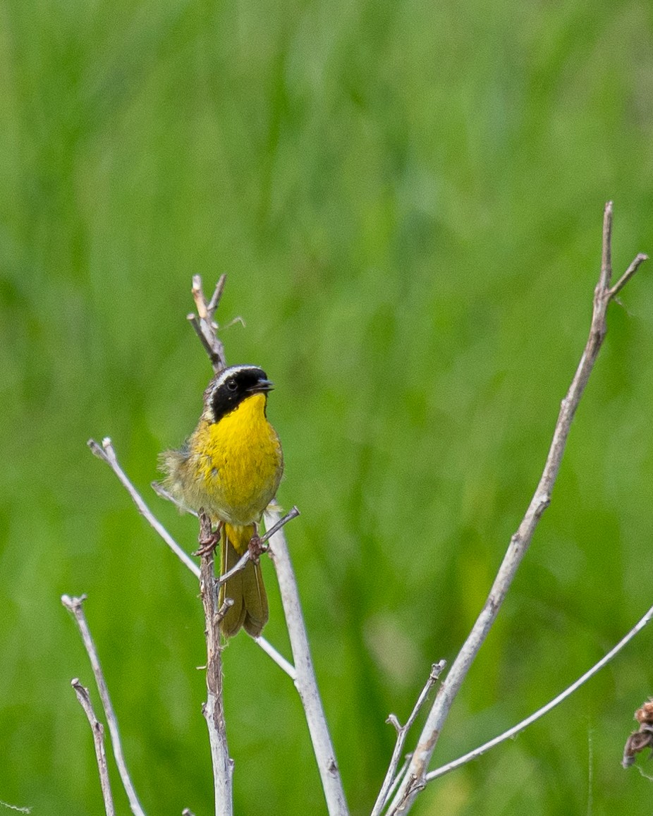 Common Yellowthroat - ML620785675