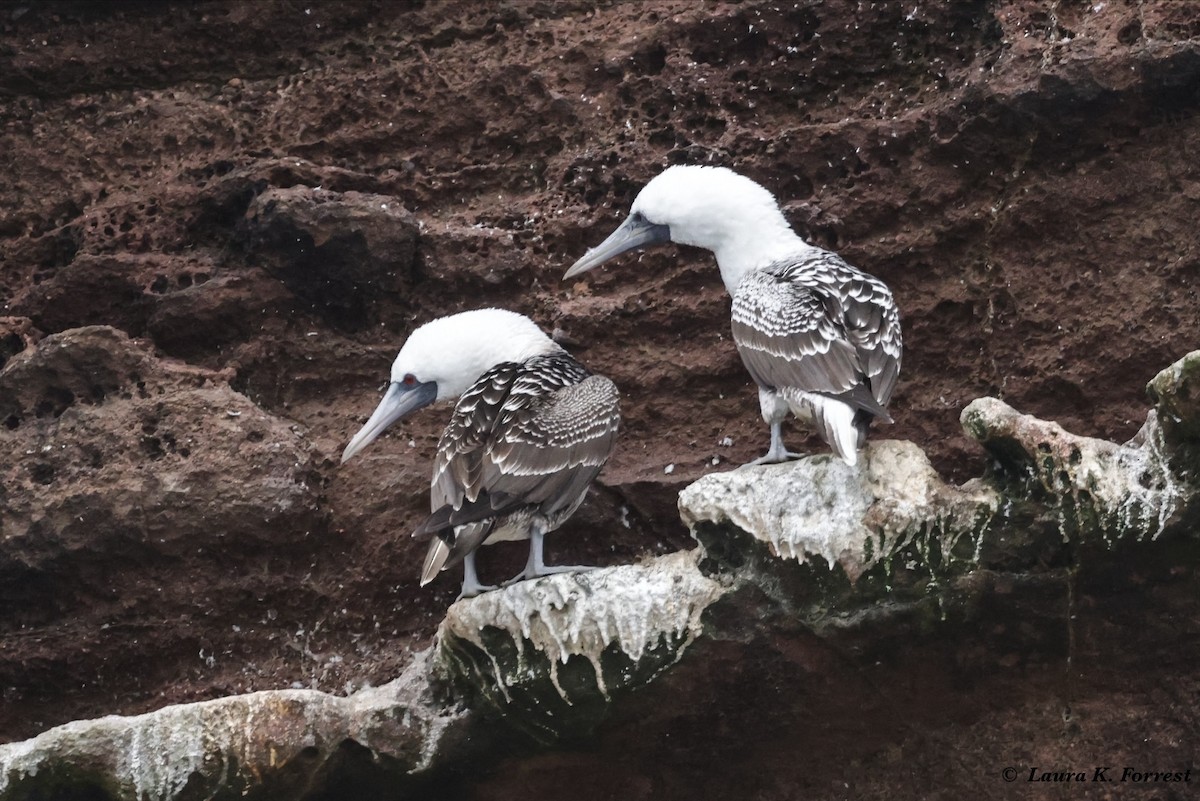 Peruvian Booby - ML620785679