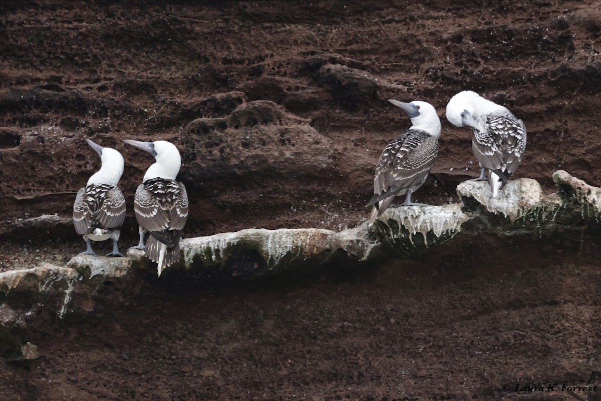 Peruvian Booby - Laura Forrest