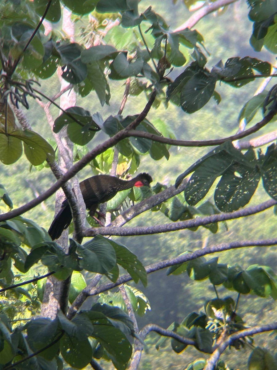 Crested Guan - ML620785682