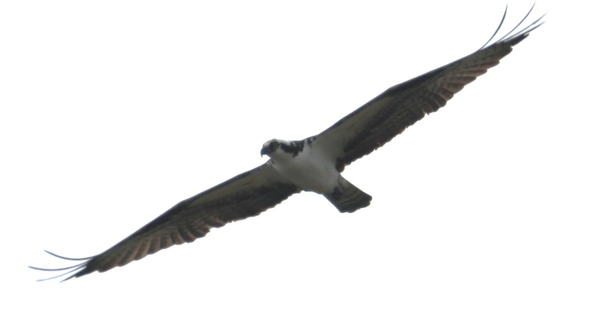 Osprey - ML620785684