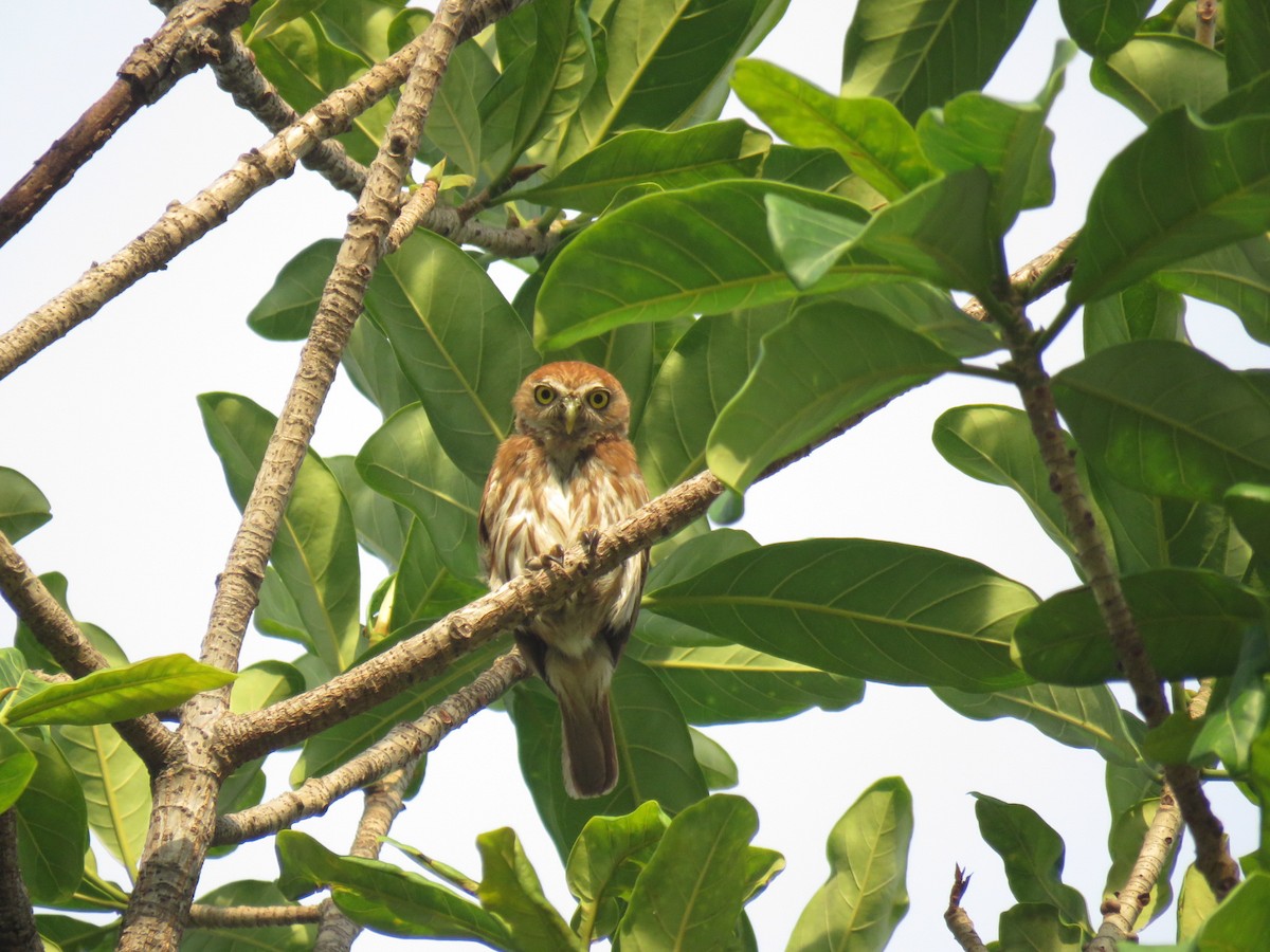 Ferruginous Pygmy-Owl - ML620785686