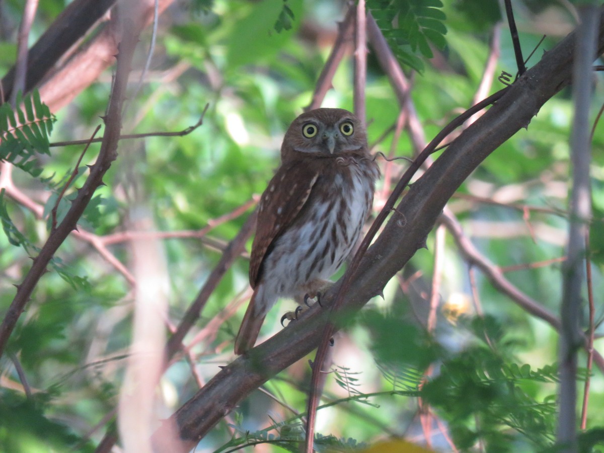 Ferruginous Pygmy-Owl - ML620785687