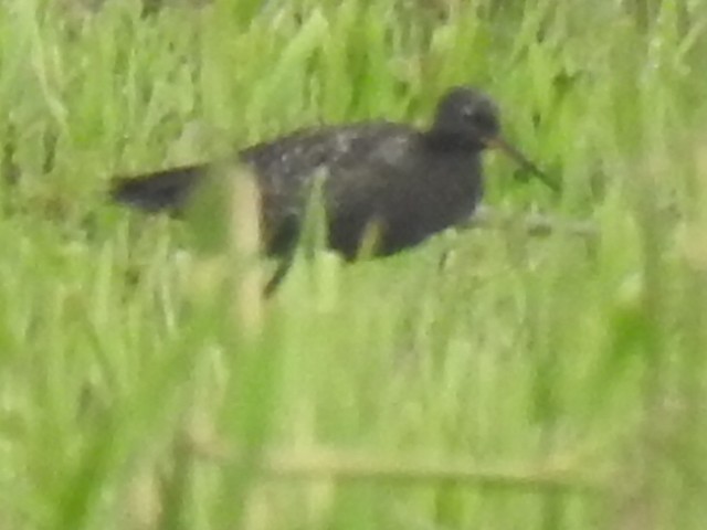 Spotted Redshank - ML620785688