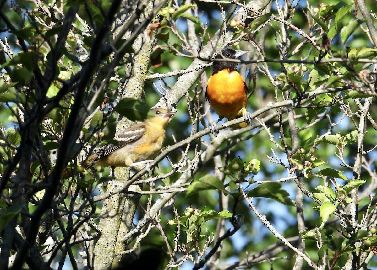 Baltimore Oriole - ML620785694