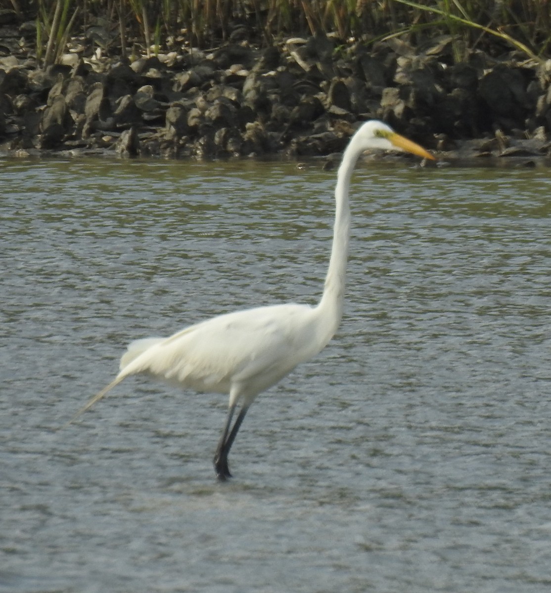 Great Egret - ML620785695