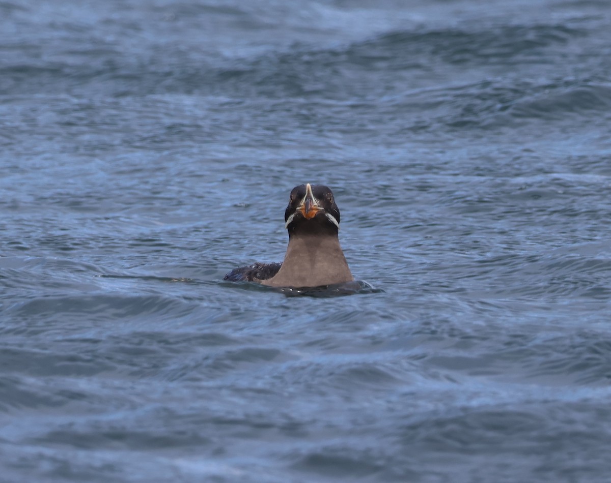 Rhinoceros Auklet - ML620785700