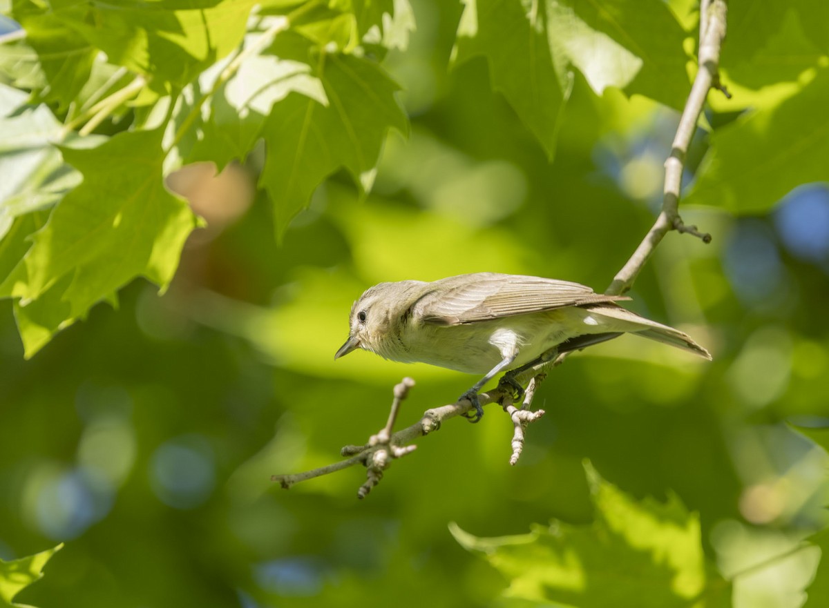 Warbling Vireo - ML620785701