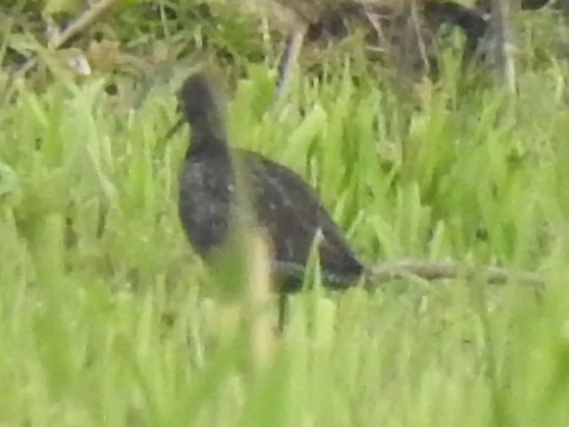 Spotted Redshank - ML620785703