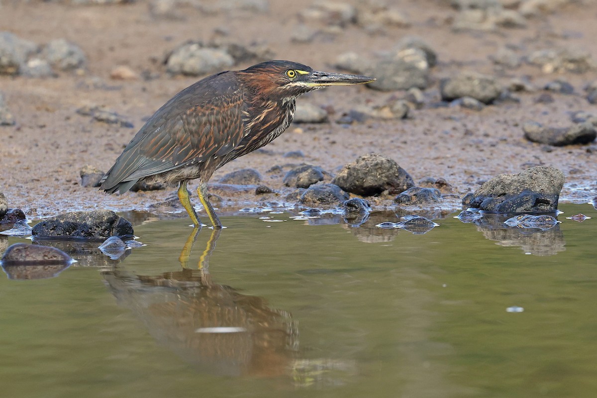 Striated Heron (Galapagos) - ML620785707