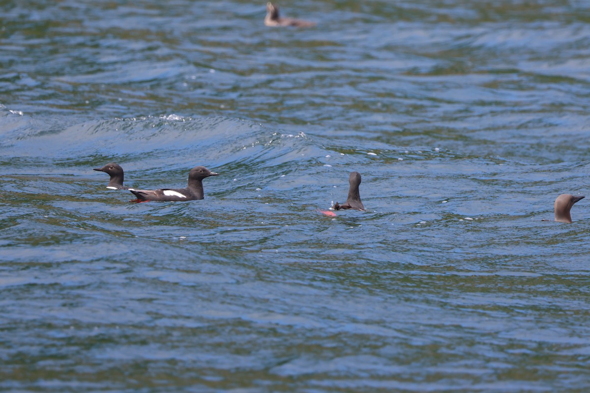 Pigeon Guillemot - ML620785710