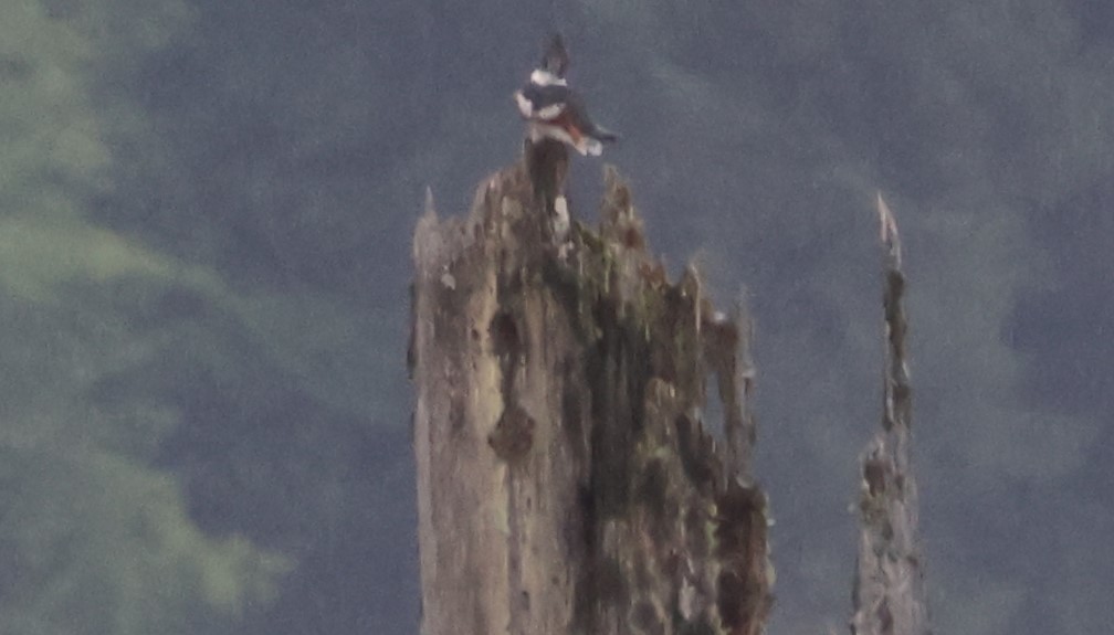 Belted Kingfisher - Walter Thorne