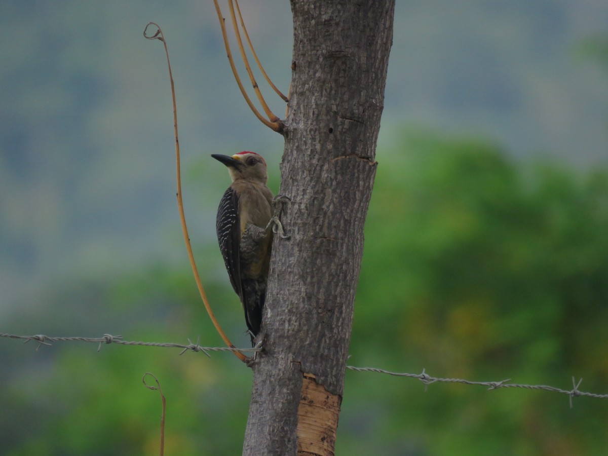 Golden-fronted Woodpecker - ML620785717