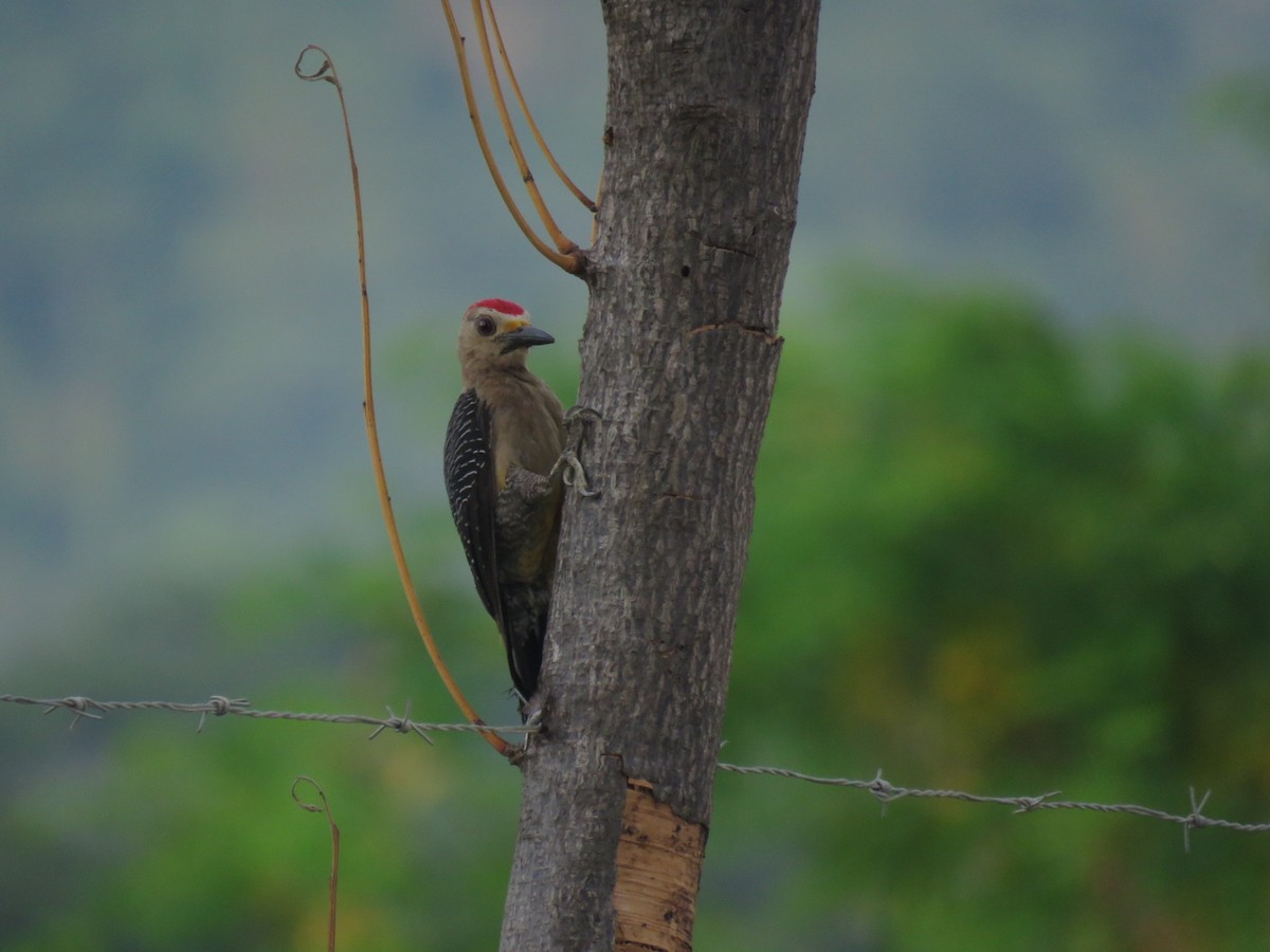Golden-fronted Woodpecker - ML620785718