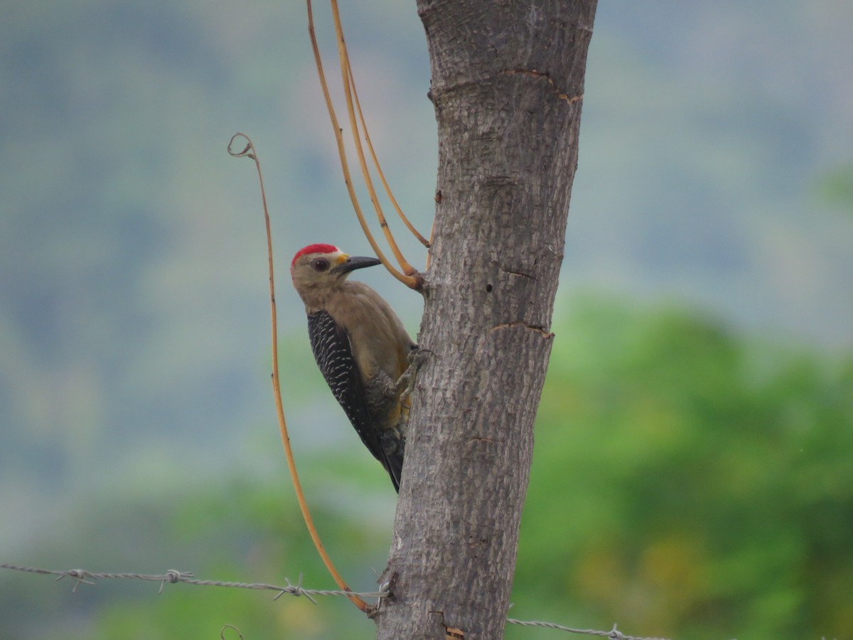 Golden-fronted Woodpecker - ML620785719