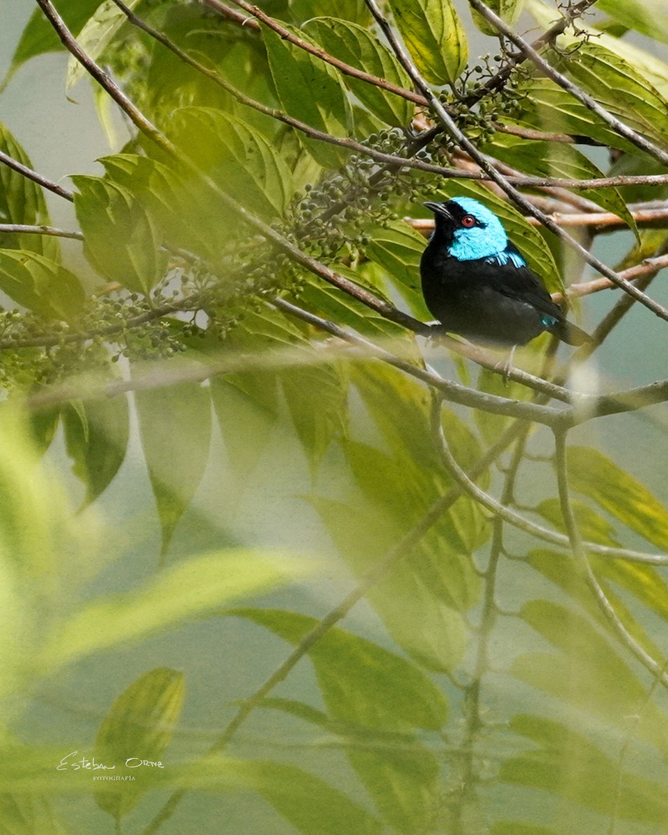 Scarlet-thighed Dacnis - ML620785720