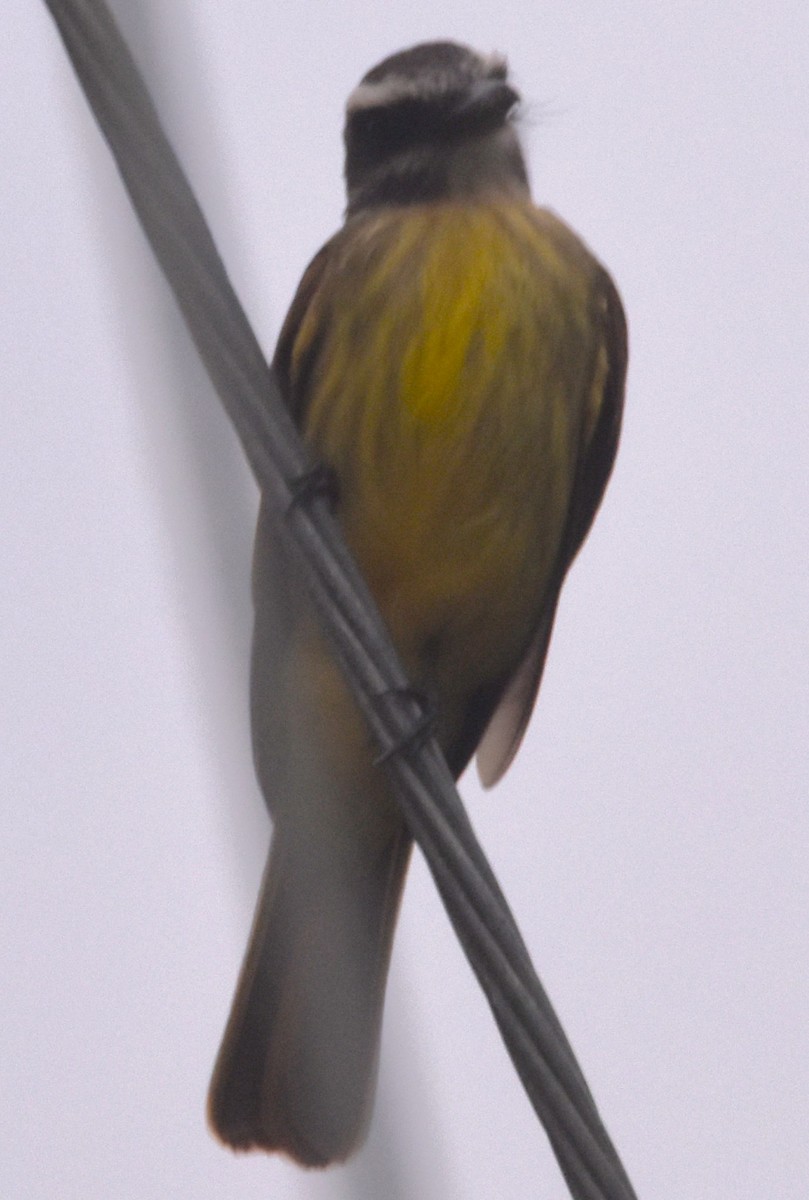 Golden-bellied Flycatcher - ML620785726