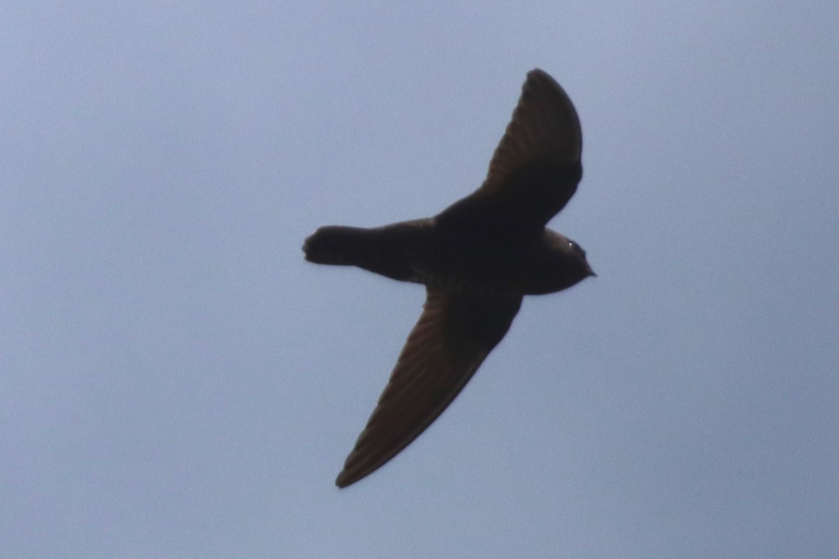 Black Swift - ML620785729