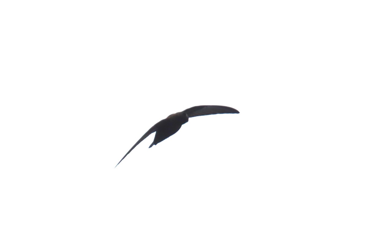 Black Swift - ML620785730