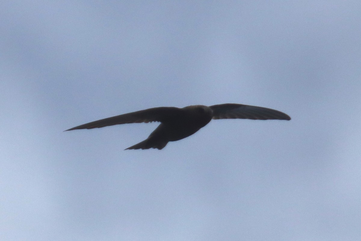 Black Swift - ML620785731