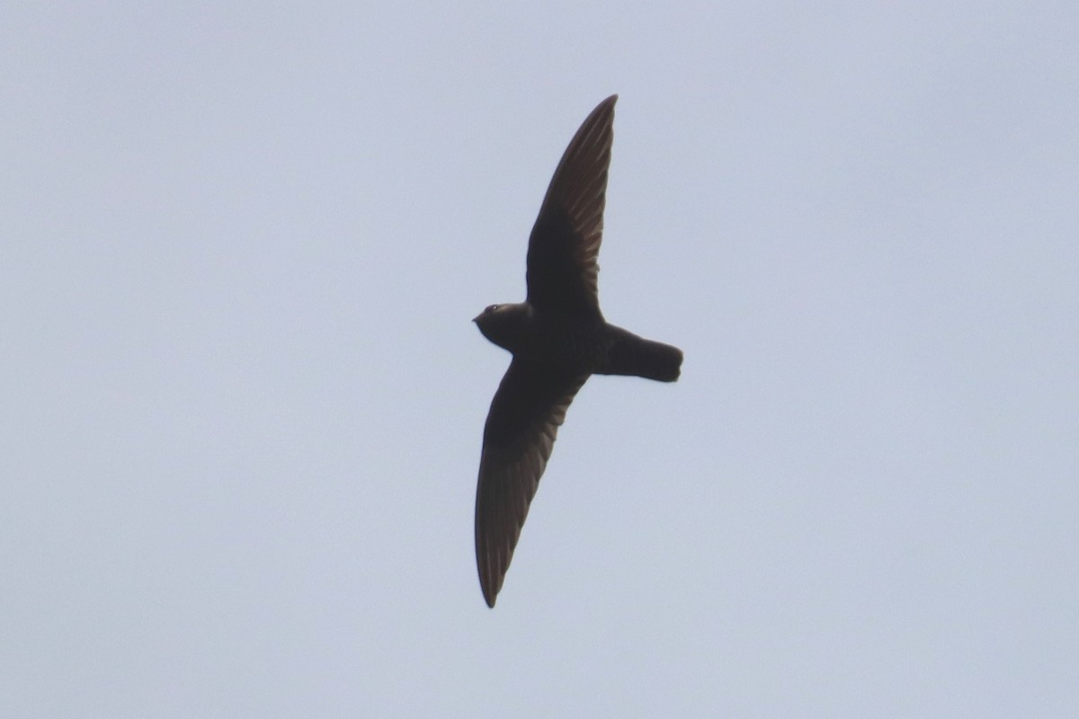 Black Swift - ML620785733