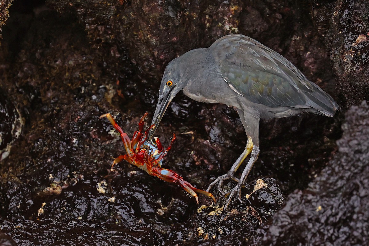 Striated Heron (Galapagos) - ML620785738