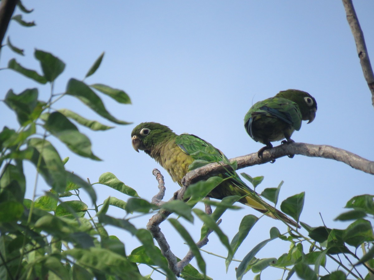 Aratinga Jamaicana - ML620785739